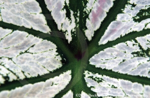 textured-leaf-2