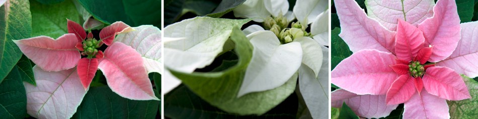 Poinsettia collage