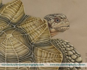 African Spurred Tortoise