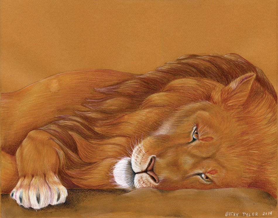 Lion Napping