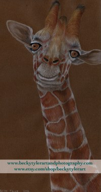 Reticulated Giraffe_Portrait