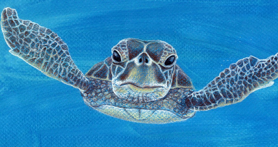 sea turtle