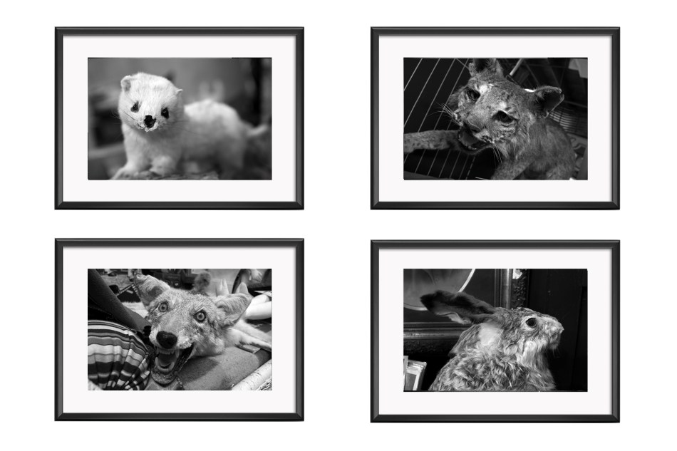 Taxidermy Set - No frames