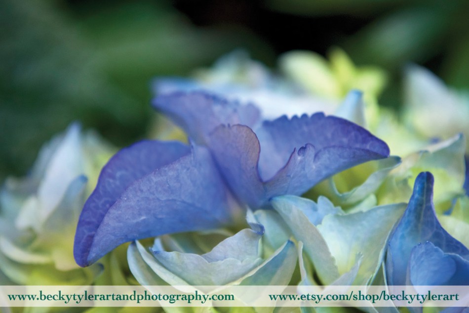 2019 Hydrangea Blue 2