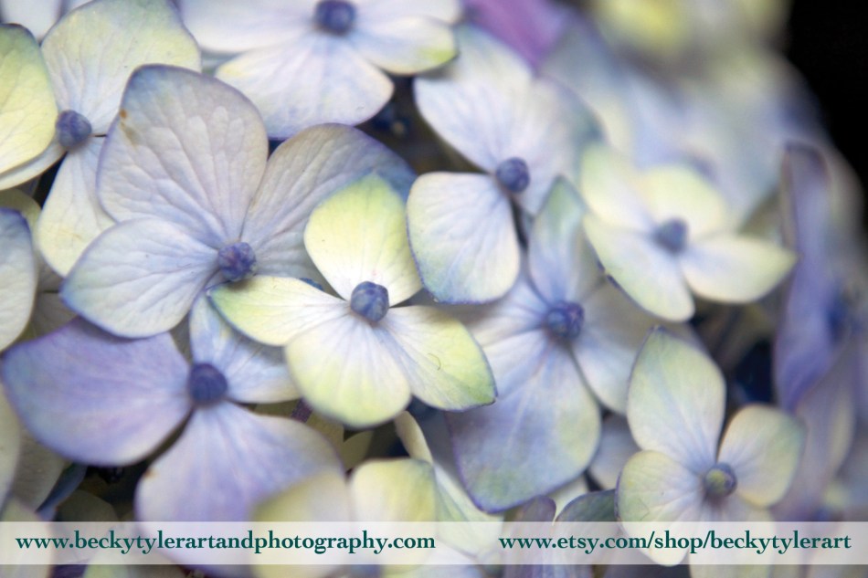 2018 Hydrangea Blue 4