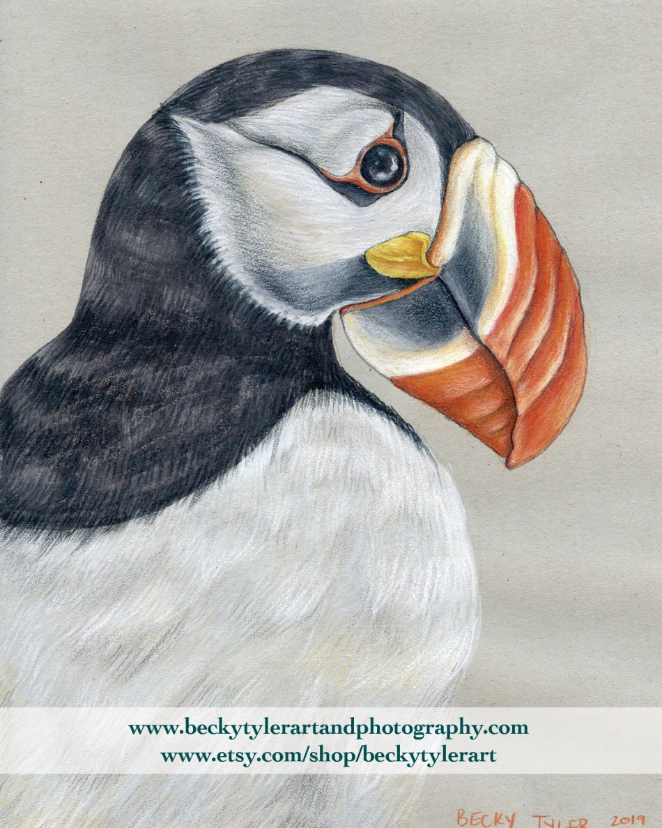 Puffin Drawing