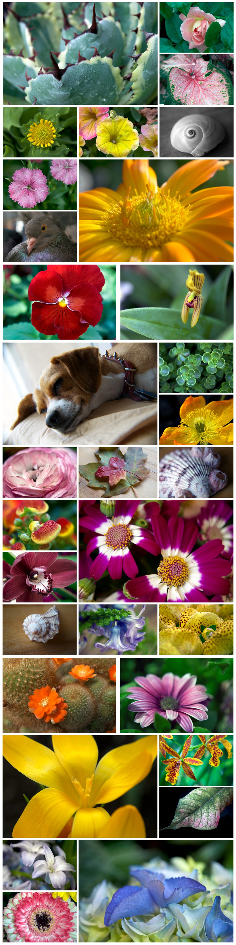 Nature Photography Montage