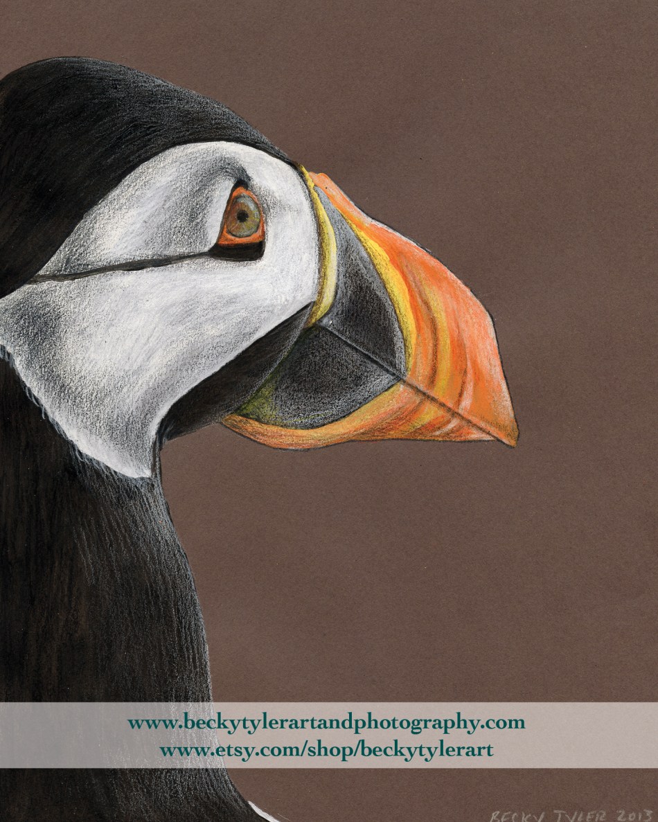 Puffin