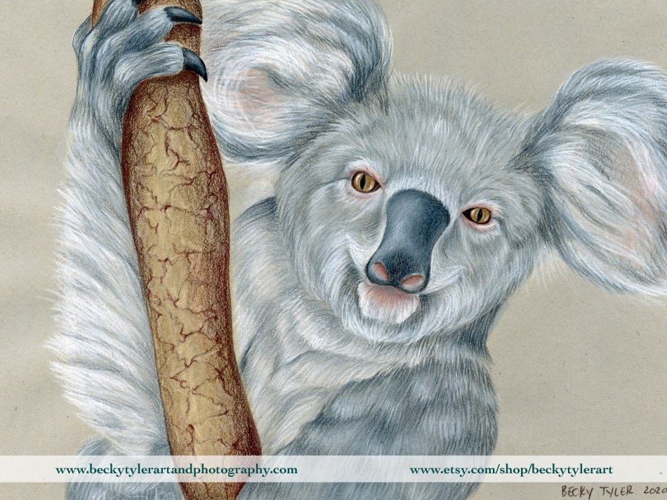 Koala