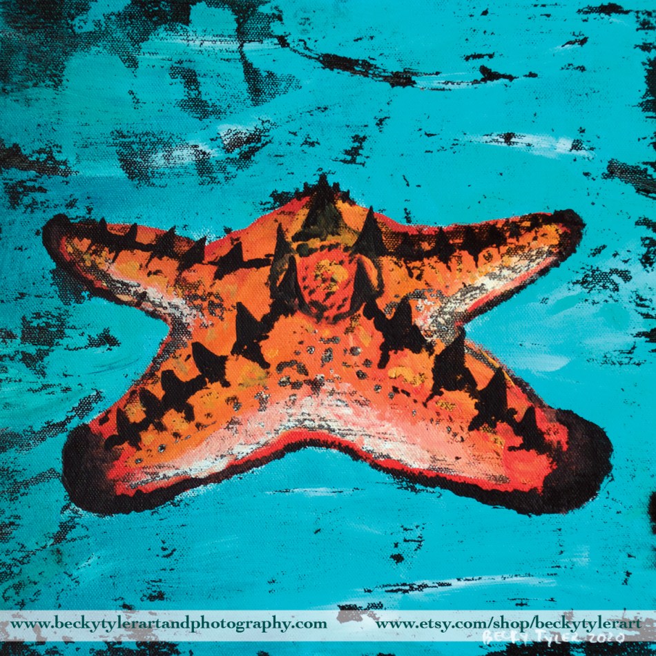 2020 Horned Starfish