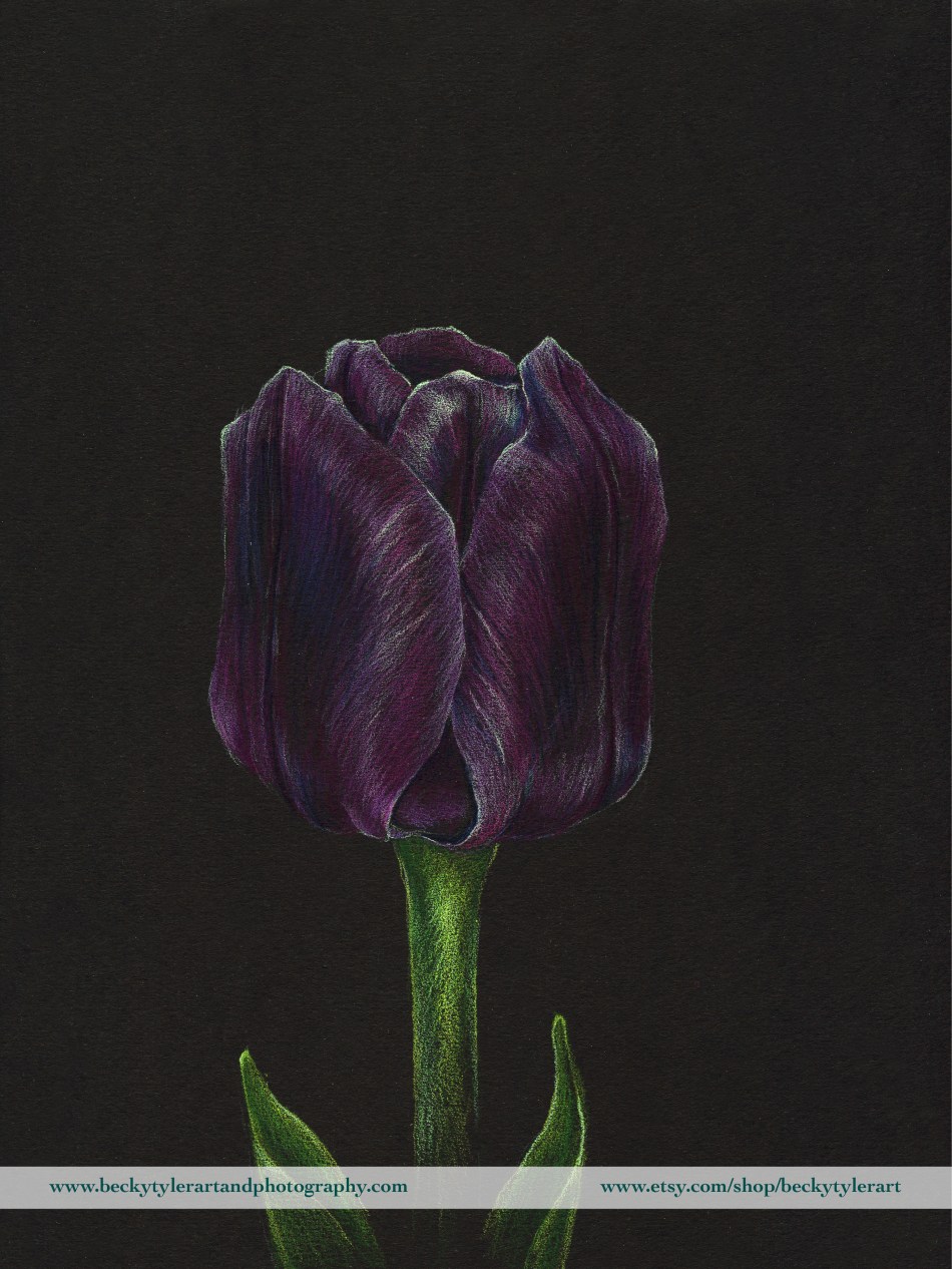 2020 9x12 Purple Tulip